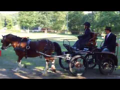 Fahrturnier Neu Versen 23.6.2019