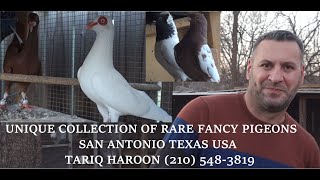 Exotic Pigeons in San Antonio Texas
