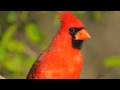 Birding by Ear: Northern Cardinal Song 