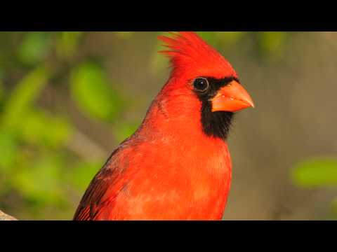 Birding by Ear: Northern Cardinal Song