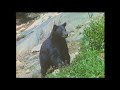 Female Mountain Lion Attacks Large Male Black Bear