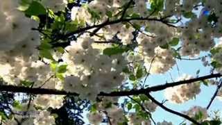 ♡ André Rieu - Nightingale Serenade