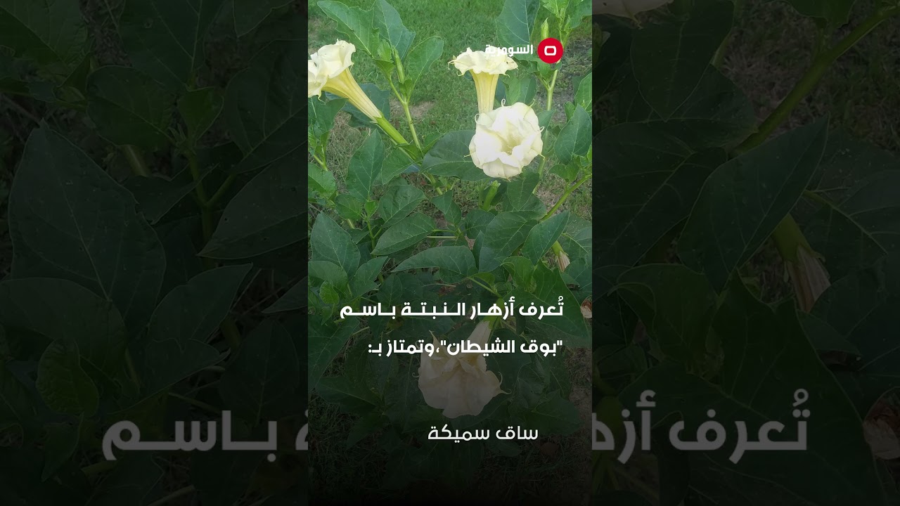 فيديو | "بوق الشيطان".. تحذير من خطورة نبتة "الداتورا"ودعوة للتحرك! #shorts