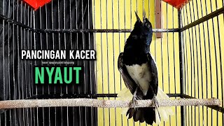 Download lagu SUARA BURUNG kacer gacor NGEPLONG tarung ini paling ampuh buat PANCINGAN KACER agar EMOSI NYAUT mp3 Download lagu SUARA BURUNG kacer gacor NGEPLONG tarung ini paling ampuh buat PANCINGAN KACER agar EMOSI NYAUT mp3