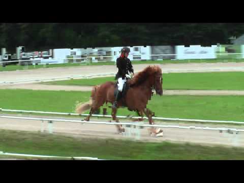 Tígull vom Kronshof, WK11V1