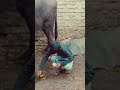 Gobar Ka Biscuit Khila Diya Shorts Viral Manmastienjoy