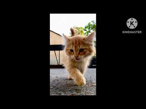 funniest animal funniest cats | cute cats funny cats