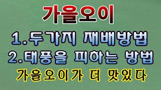 [텃밭농부. 1,206]  가을오이 2가지 재배방법과 태풍을 피하는 방법소개 #가을오이 #오이재배 #오이공중…