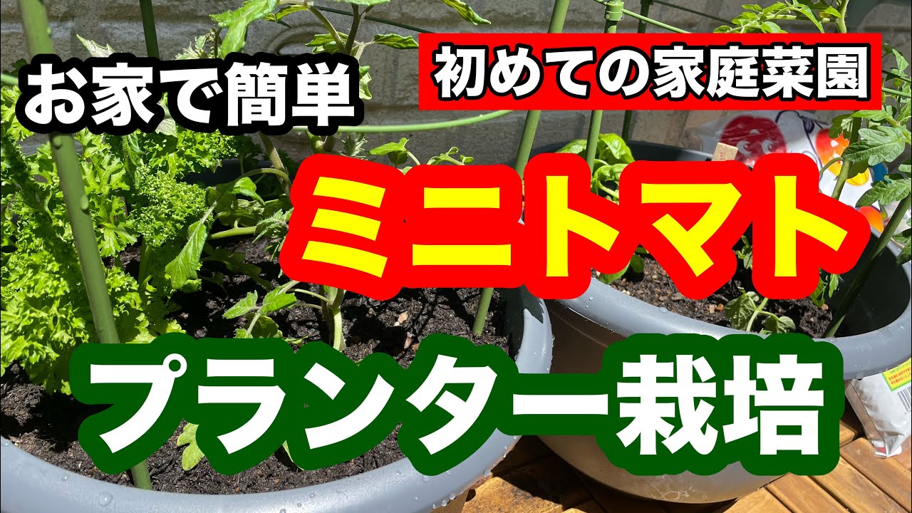 『トマトの育て方』プランター栽培【家庭菜園】(ミニトマトの育て方)初心者向けベランダ菜園