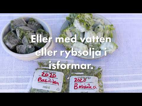 Så tar du tillvara örter