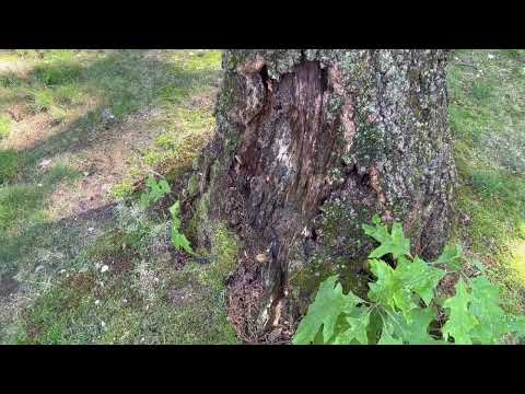 Carpenter Ants Find Home in the Tree in...