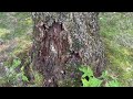 Carpenter Ants Find Home in the Tree in Kendall Park, NJ