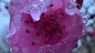 Connecting to the Elemental Realm