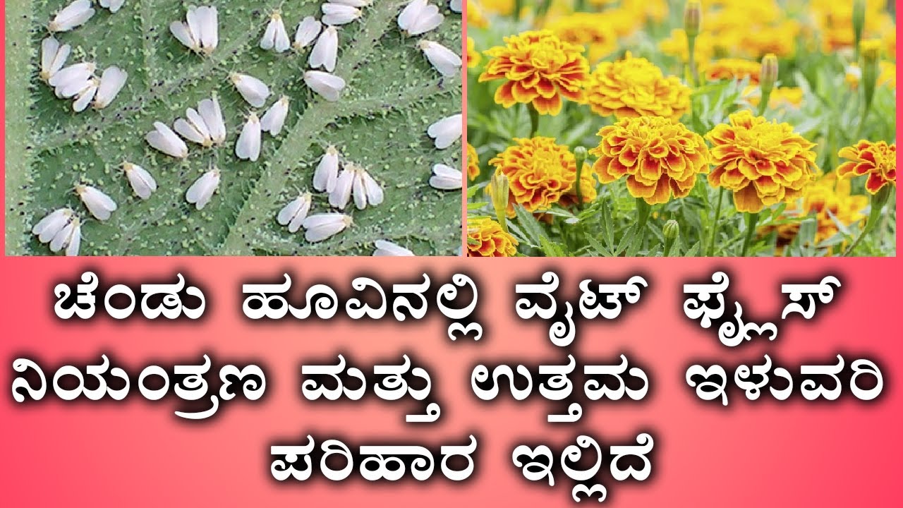 Marigold Flower Good yield, Whiteflies control | ಚೆಂಡು ಹೂವಿನಲ್ಲಿ ವೈಟ್ ಫ್ಲೈಸ್ ನಿಯಂತ್ರಣ, ಉತ್ತಮ ಇಳುವರಿ