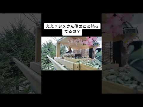 冬にシジュウカラはどこにいますか？渡り鳥なのでしょうか？  庭園