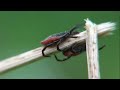 Tiny Bloodsuckers The Menace Of Ixodidae Ticks And Their Deadly Secrets