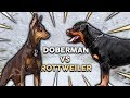 Doberman Vs Rottweiler Guard Dog Download Music Mp3 and Mp4