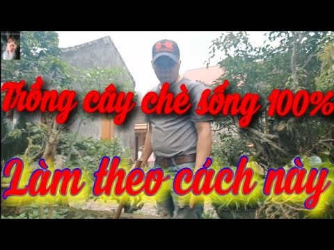 , title : 'Kinh Nghiệm Trồng Và Chăm Sóc Cây Chè SỐNG ở Đâu Cũng BẤT DIỆT | AlibabaH channel'