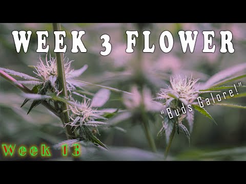 Week 3 Flower Update! (13 Weeks from Seed)