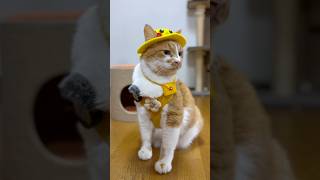 ピカチュウ🐈⚡️✨　#かわいい #もんちゃん #cat #猫動画 #ネコ #ねこ #猫好きさんと繋がりたい #保護猫 #元野良猫 #cute #cutecat  #猫の散歩 #pokemon