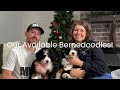 Mini Bernedoodle dogs for sale: Phoebe - Video 2