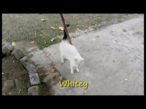 Cute, Funny and Wild Cats Meal Video 23 Nov 2020 - Street Cats