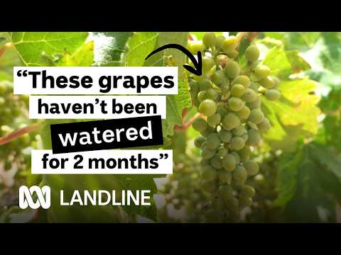 Water Shortage? This Cypriot grape is a game changer for Aussie winemakers | Landline