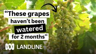 Water Shortage? This Cypriot grape is a game changer for Aussie winemakers | Landline