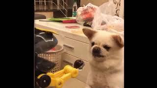  Vdeos de Animais Engraados e Fofos. Tente No Rir! #9 