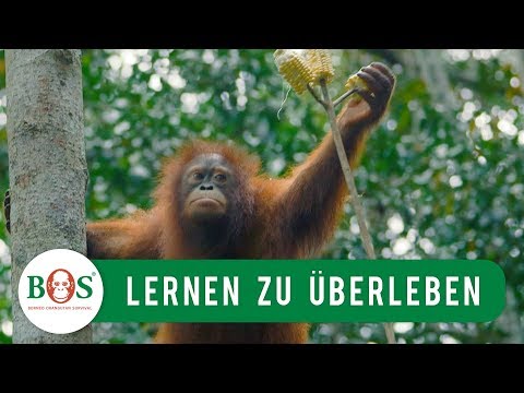 Lernen zu Überleben | BOS | orangutan.de