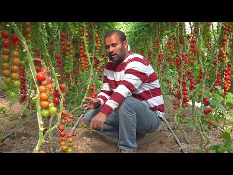 , title : 'زراعة طماط الكرز (بذور فلسفة الابداع ) How to plant cherry tomatoes'