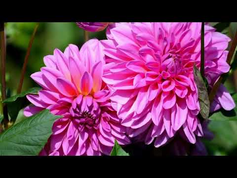 Opwekking 505 Vader van de schepping 1B