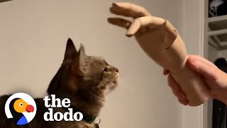 Guy Wins Cat's Love By Treating Her Like A Dog | The Dodo by The Dodo
