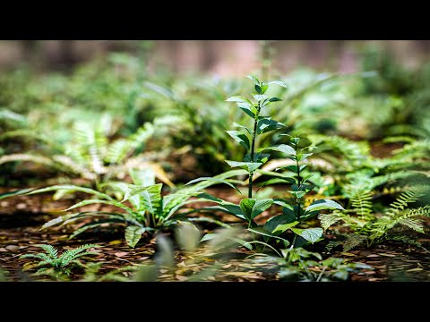 Blender 5.0 Create a plant with the new array modifier