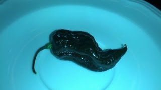 John Ford's "7 Pot Brown" Pod Review