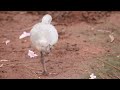 Greater Flamingo Foster Parent