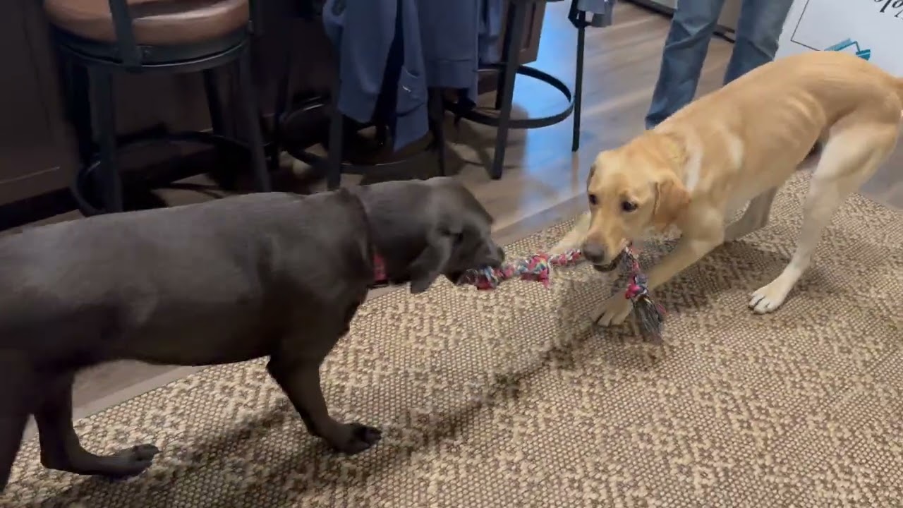Leo, a ADOPTABLE Labrador Retriever in Sacramento, CA video 6/6