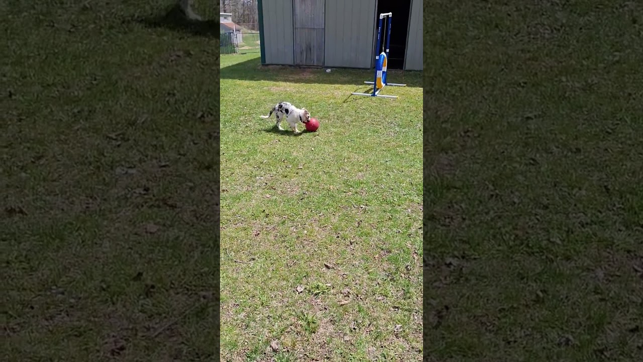 Enlarge Jay, a Adoptable Border Collie in Duluth, MN video 6/6