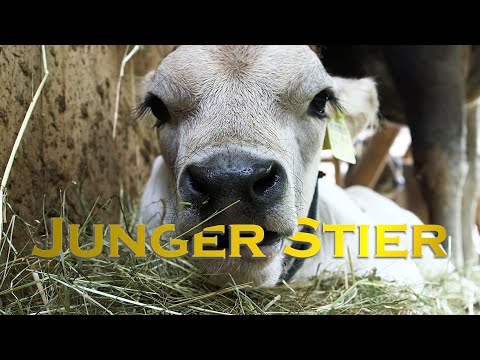 Seppl, das Tiroler Grauvieh-Kalb I Tiergarten Schönbrunn