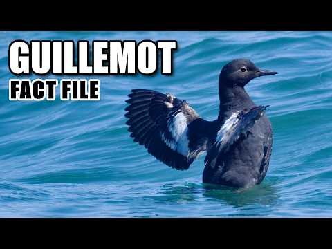 Guillemot Facts: the Arctic "Pigeon" 🕊️ Animal Fact Files
