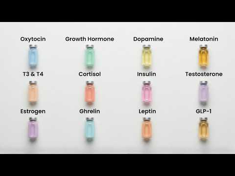 Alle wichtigen Hormone in 8 Minuten erklärt (ohne Schnickschnack)