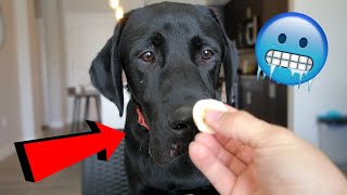 My Dog Tries Frozen Treats!!