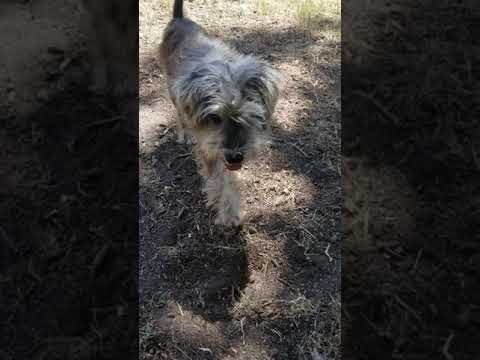 Muddy Waters, an adopted Miniature Schnauzer in Dallas, TX_image-1