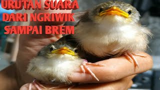 Download lagu Suara Cigun Dari Mulai Ngriwik Sampai Bisa Ngebrem mp3