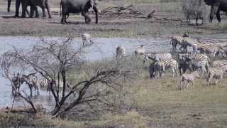 preview picture of video 'Leroo La Tau - Game Drives | November 2013'