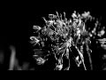 Немое чёрно-белое видео про цветы 