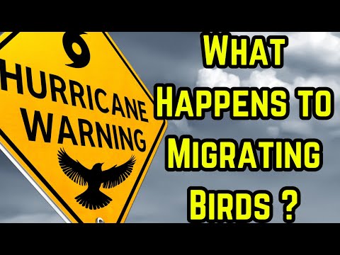 How Do Migrating Birds Survive Hurricanes?