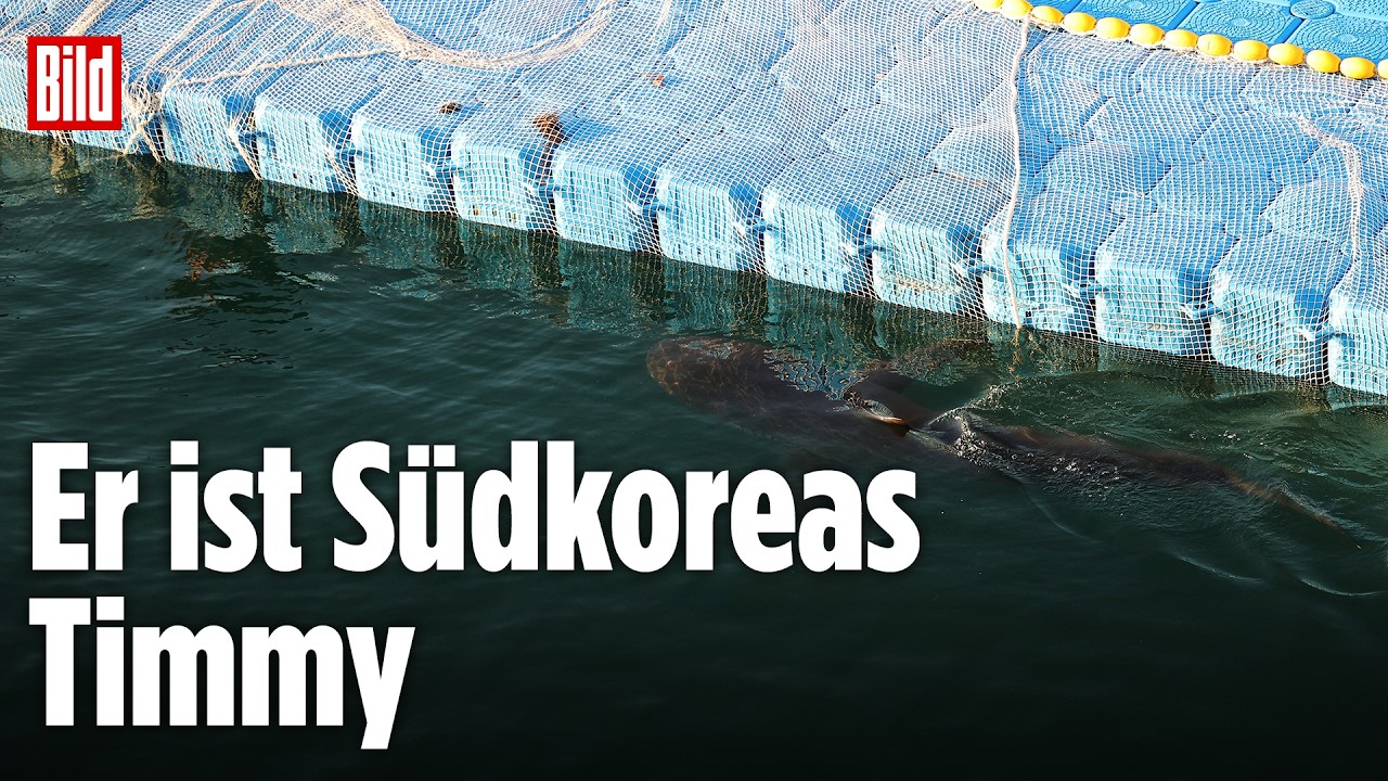 Busan: Ein ganzes Land feiert die Rettung von Hai Bukhangi