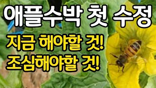 애플수박 첫 수정! 지금 해야할 것과 조심해야할 것!