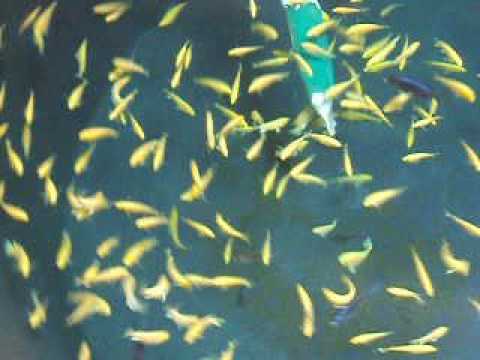 EARL Neotropic- bacs élevage